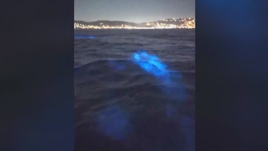 See dolphins in bioluminescence