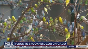 Brookfield Zoo offers one of the largest parakeet aviaries in America