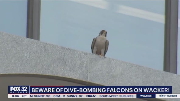 Downtown Chicago pedestrians warned of dive-bombing falcons