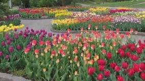Tulips in bloom at MN Landscape Arboretum
