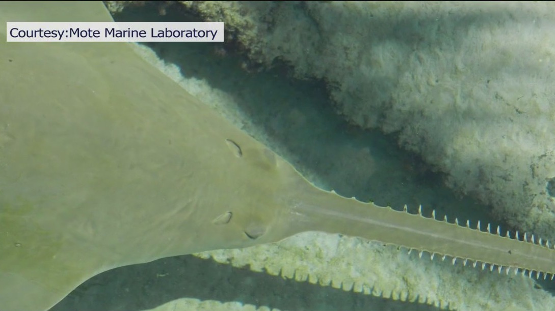 Mote Marine to rescue sickened sawfish from Keys