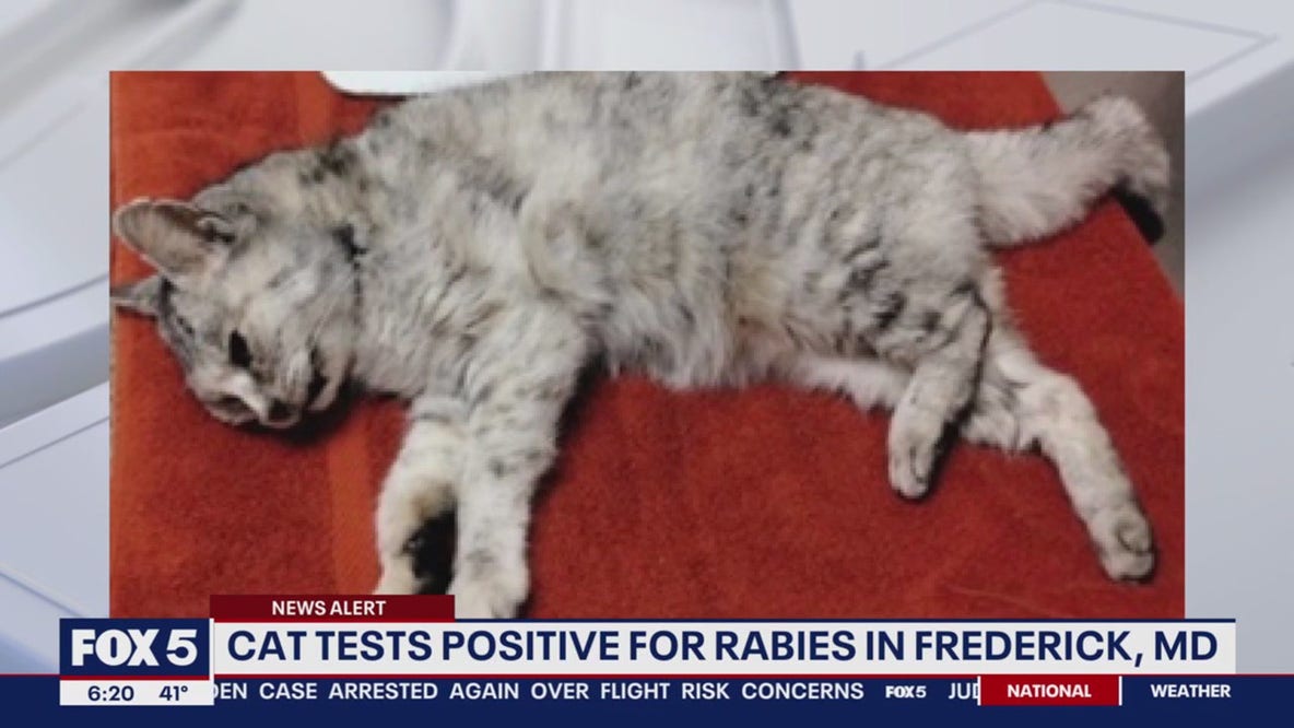 Feral cat found in Frederick tests positive for rabies after reports of ‘unusual and aggressive behavior’