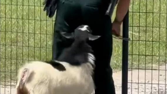 Persistent goat makes deputy's job harder