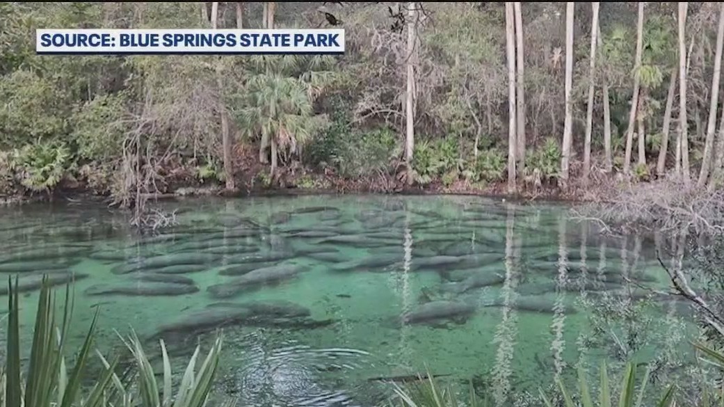 Blue Spring State Park sets new manatee count record amid Florida cold snap
