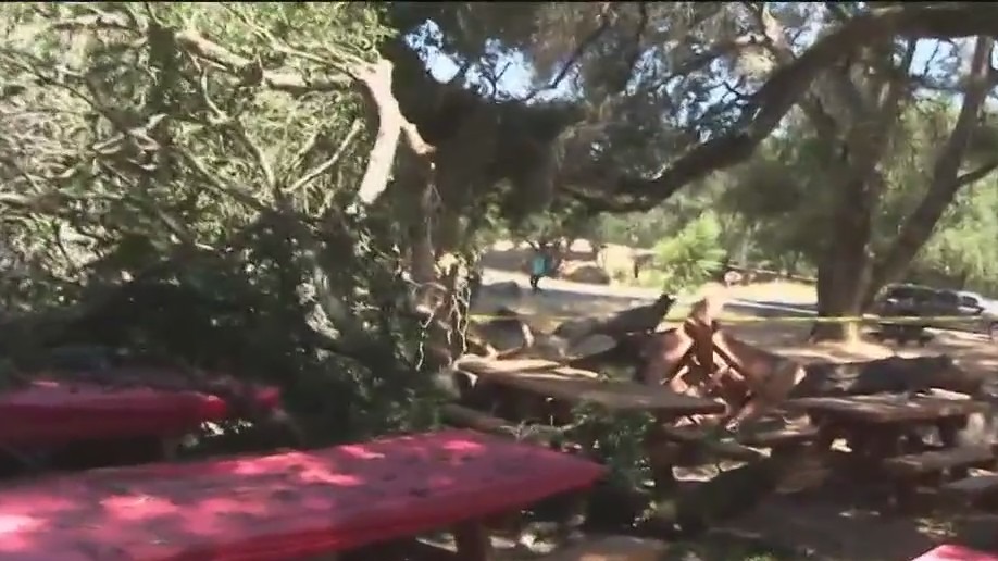 Falling tree injures 6 people at Santa Rosa park