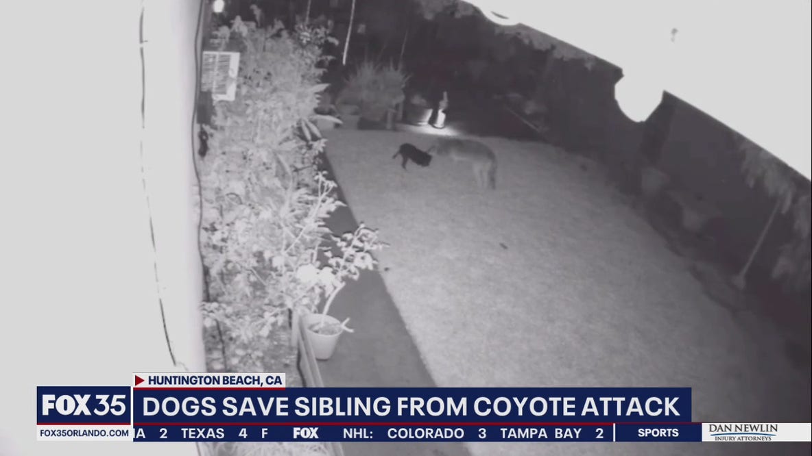 WATCH: Dogs save sibling from coyote attack