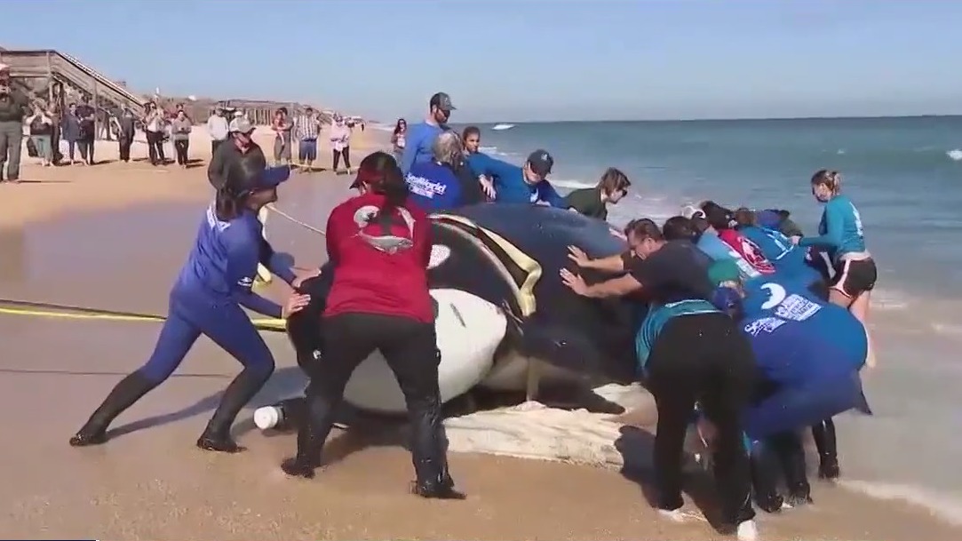 Killer whale found stranded on beach may have been sick