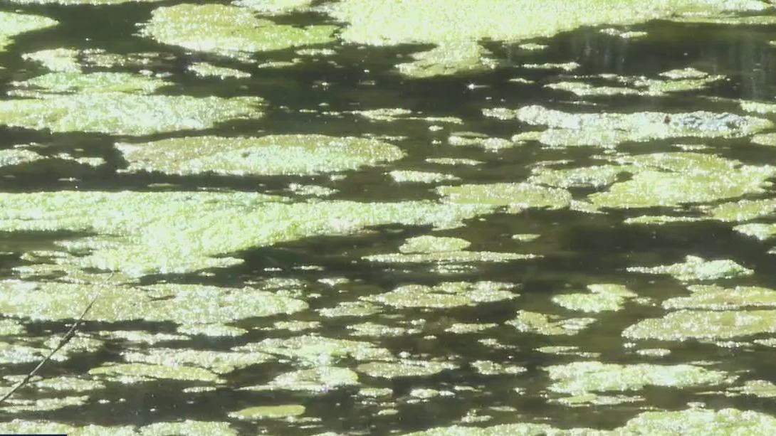 Green algae blooms in Austin lakes and creeks; city warns to stay cautious