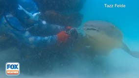 Watch: Diver frees shark snagged by fish hook