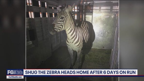 Wranglers and residents help corral 4th and final missing zebra in North Bend