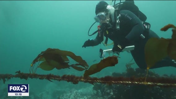 Scientists are hunting urchins to save California's crucial underwater forests