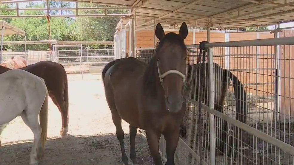 Inflation hitting Norco horse rescue