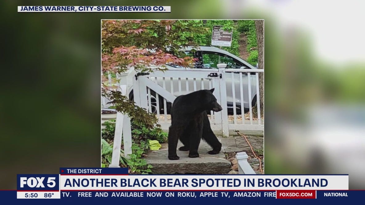 Black bear spotted in DC neighborhood – again!