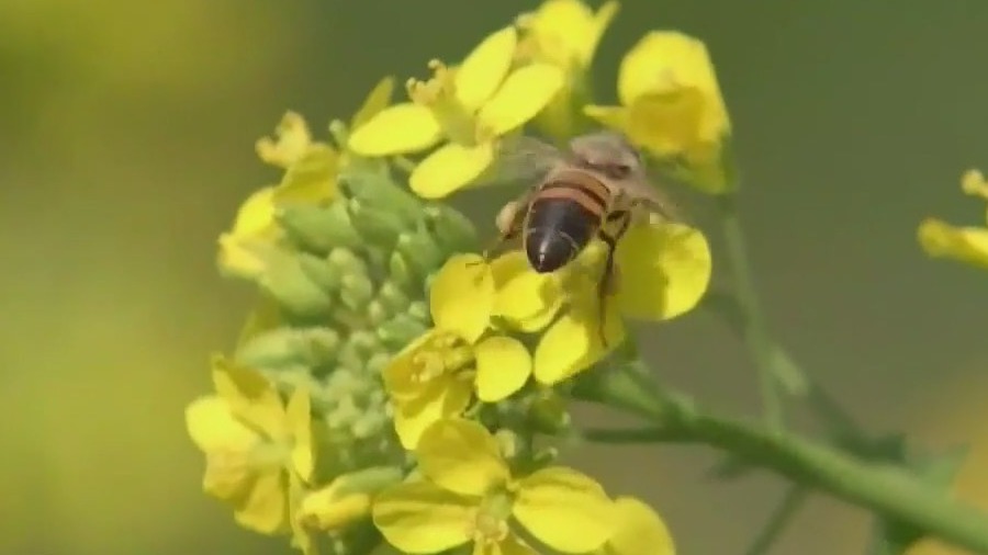 Air pollution harming pollinators
