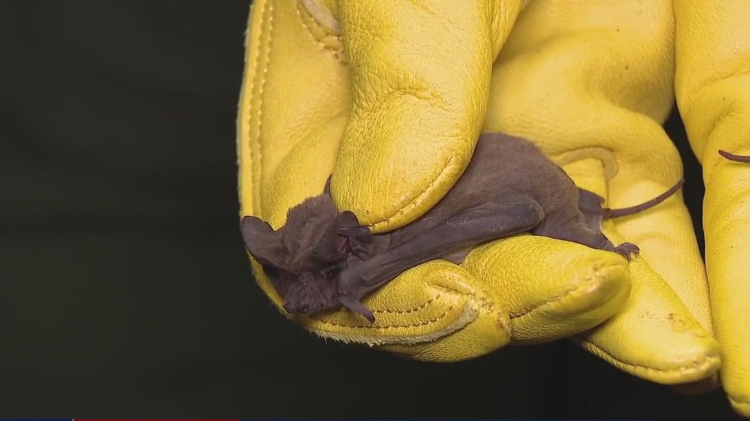 Houston wildlife rescue team rehabs frozen bats