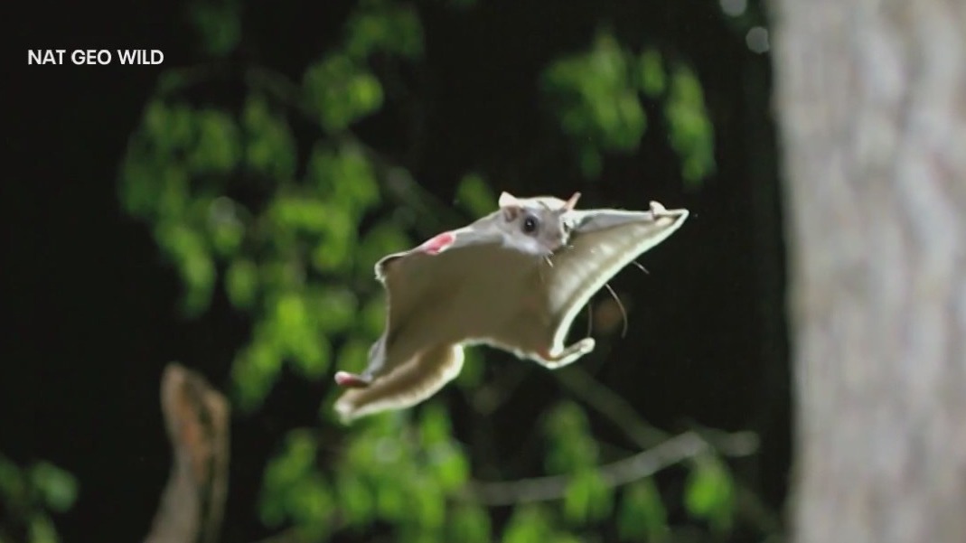 Flying squirrels in NYC