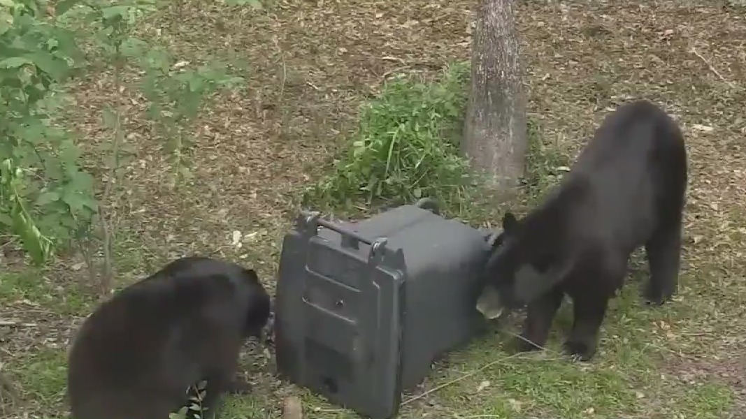 When is ok to shoot a black bear in Florida?