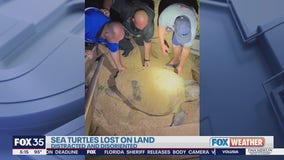 Sea turtles getting lost on Florida beaches