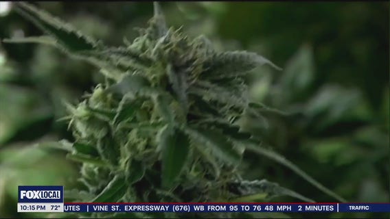 Reclassification of cannabis could be game-changer for US drug policy