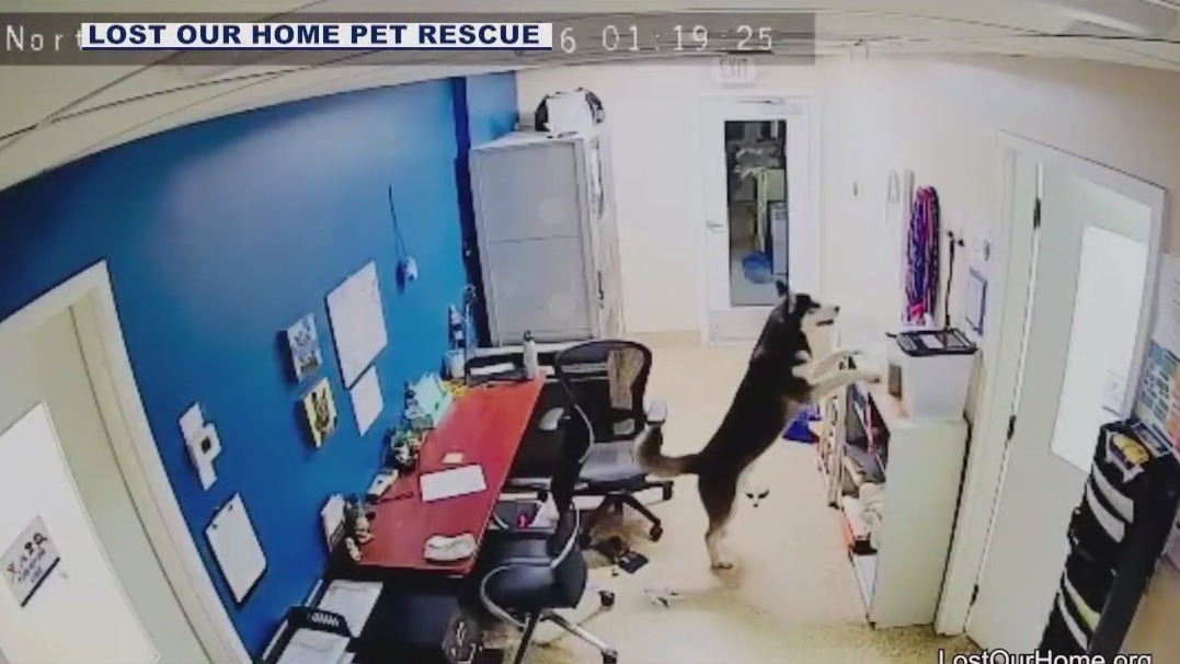 Caught on camera: Dog escapes kennel