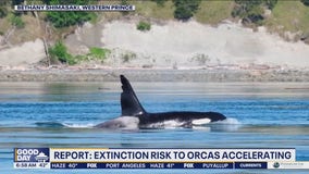 Extinction risk to orcas accelerating