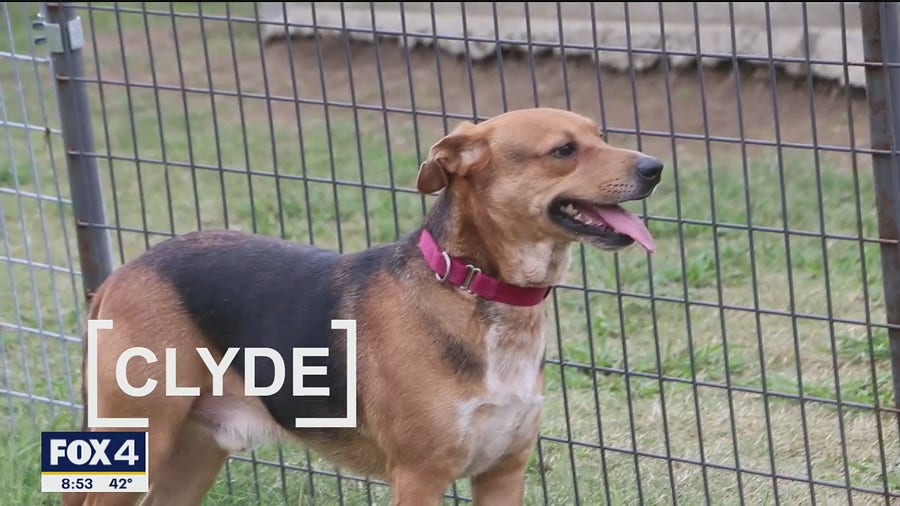 Dog of the Day: Clyde