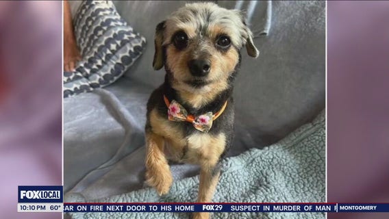 Coyote snatches small dog from Delco backyard