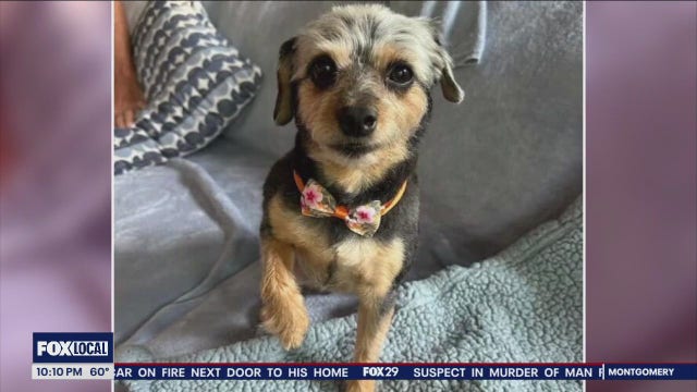 Coyote snatches small dog from Delco backyard