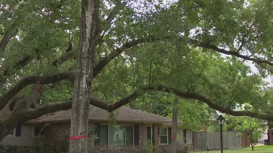 Hedwig Village residents desperate to save age old Oak Tree, developer plans to tear it down