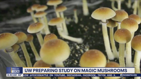 UW preparing study on magic mushrooms