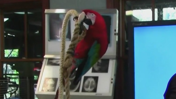 Wild Wednesday: Meet Ara the green-winged macaw