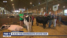 4-H livestock show at the Minnesota State Fair