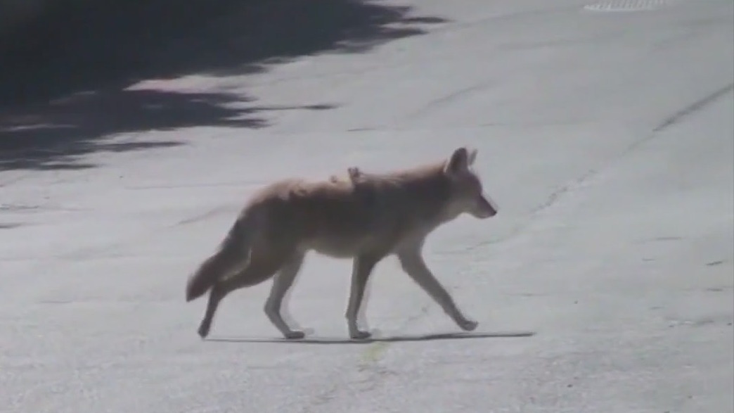 Coywolf possibly sighted in Chicago suburb