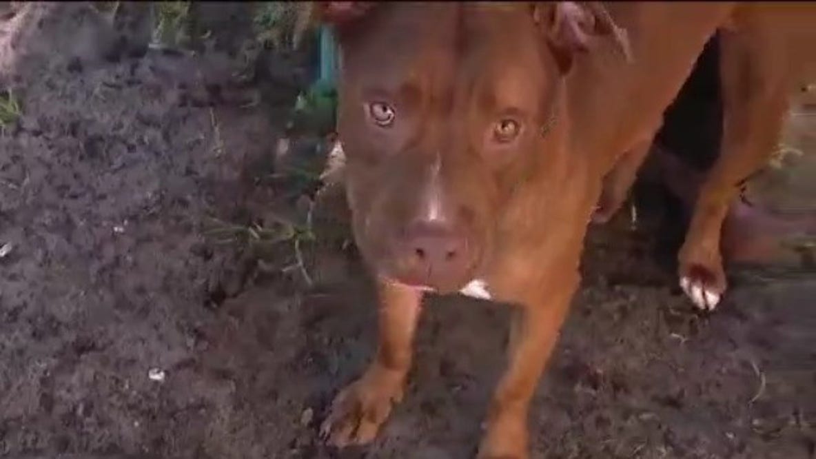 Crowded Seminole animal shelter needs help