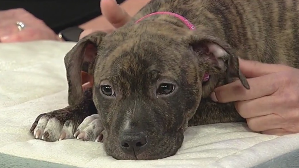 Meet Booth: Our Pet of the Day