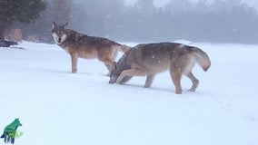 Voyageurs wolves playing in the snow