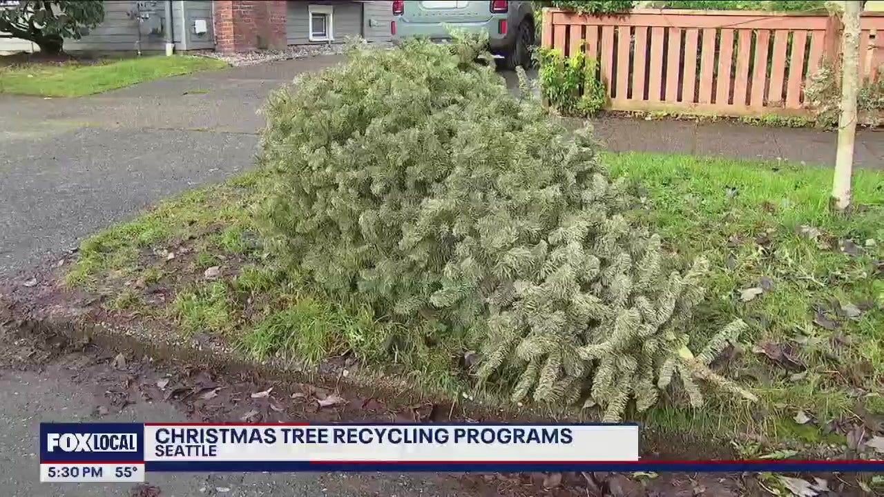 Where to recycle your Christmas tree in Seattle FOX 13 Seattle