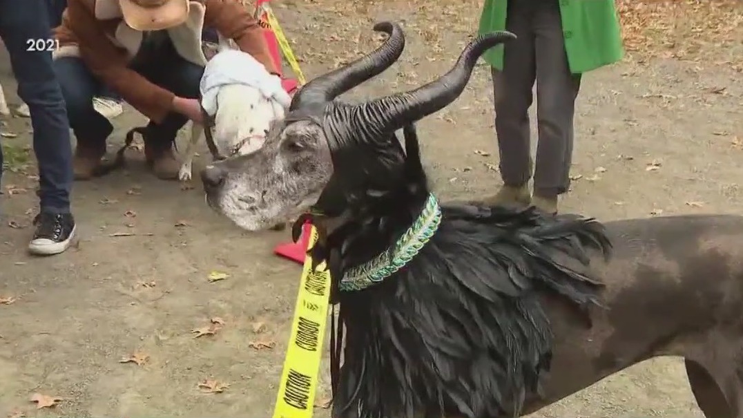 Tompkins Square Dog Parade cancelled