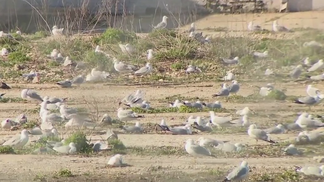 Seagulls take over abandoned Milwaukee property