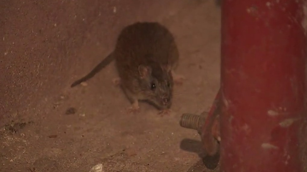 Rats and more rats in NYC