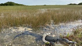 Alligator wolfs down python in Florida park