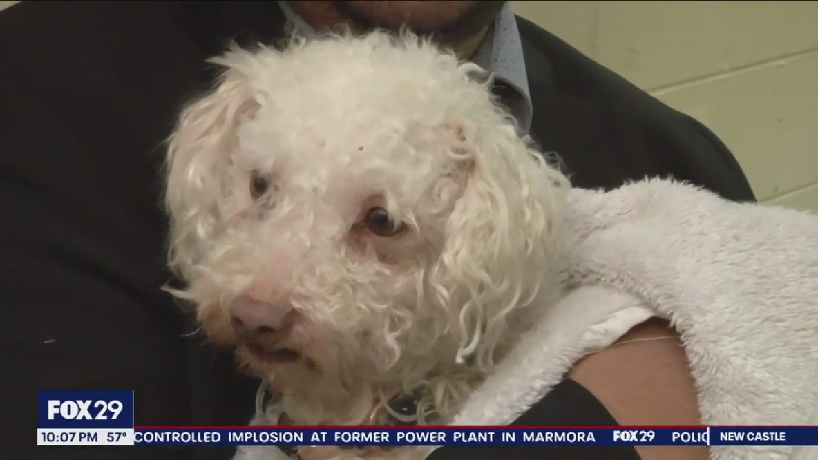 Poodle revived with Narcan in Kensington recovering