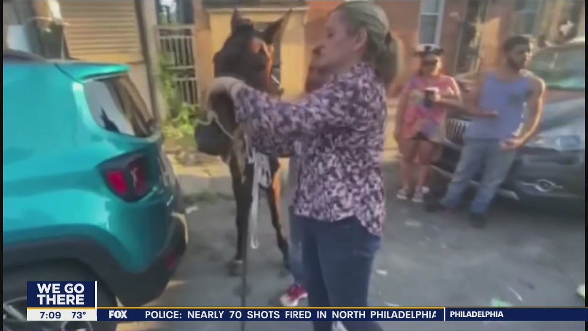 Philadelphia animal control rescues horse abandoned in Hunting Park
