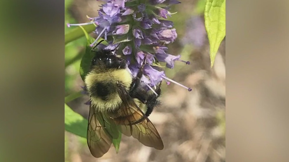 Endangered bee complicates Hwy 5 project