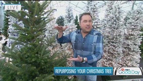 How to repurpose your Christmas tree: Garden Guy