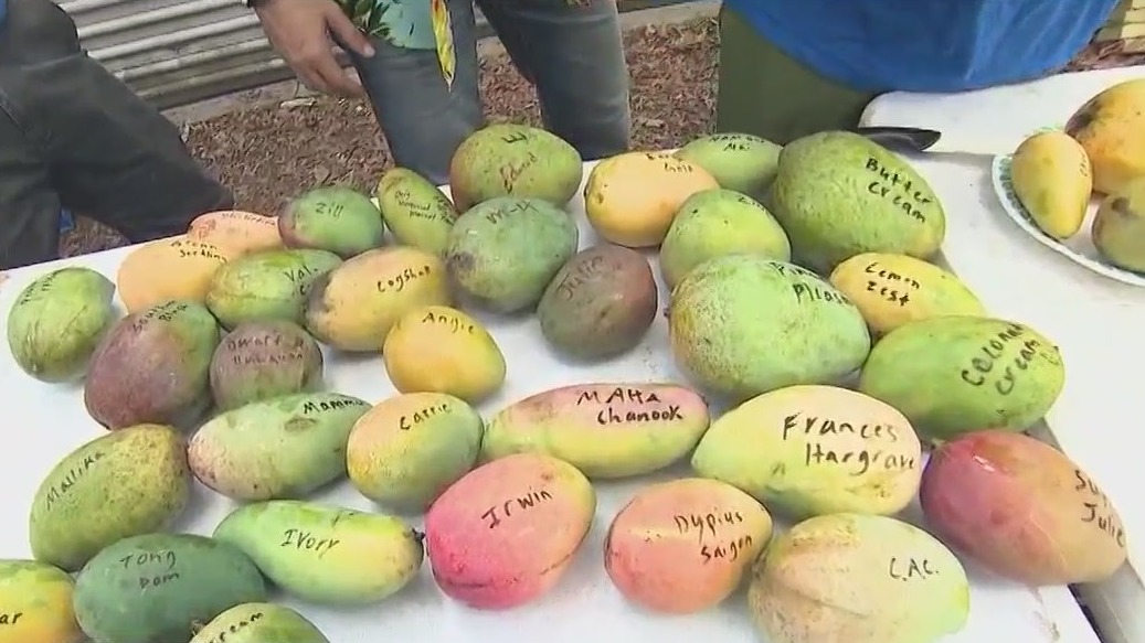 Reid Farm preparing for peak mango season