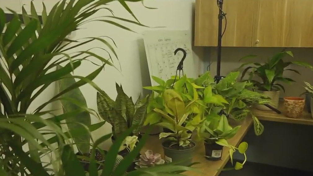 Indoor plants for your office