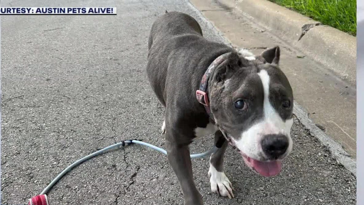 APA!'s foster program for terminally ill dogs