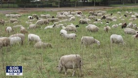 Sheep helping with wildfire prevention