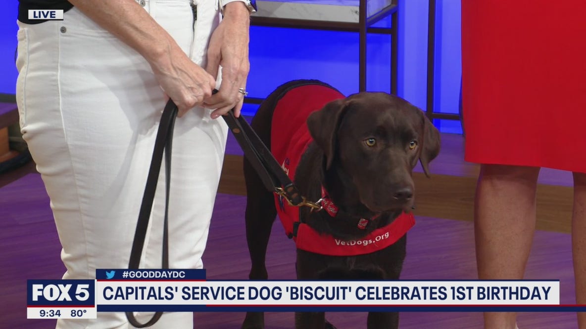 Capitals Service dog 'Biscuit' celebrates 1st birthday